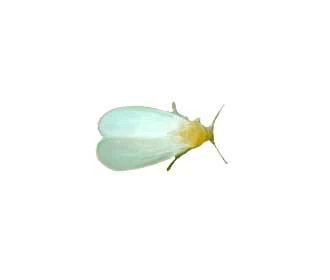White fly