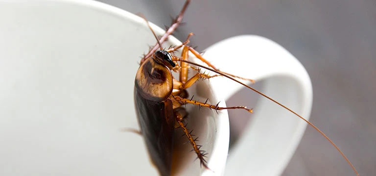 cockroach inside cup