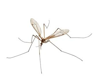 Crane fly