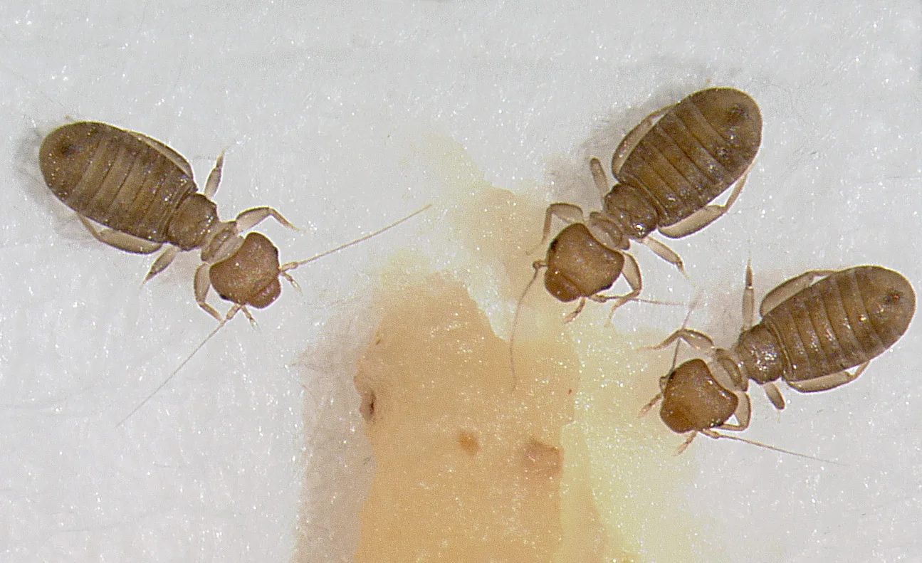 Mould