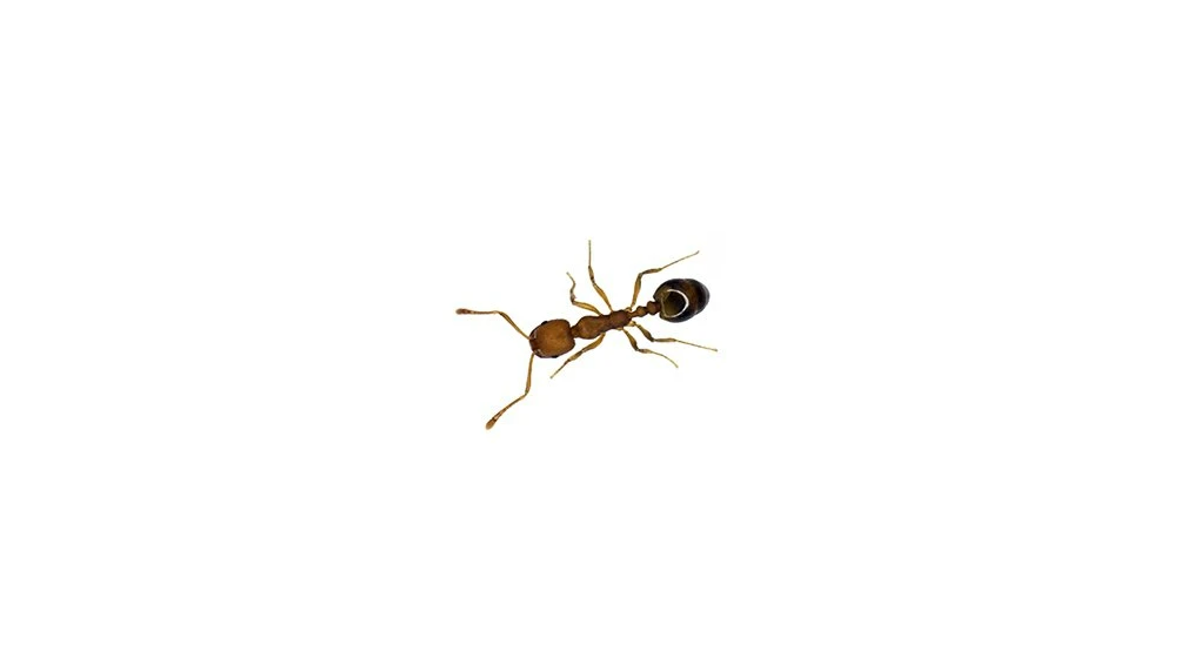 Pharaoh’s Ant
