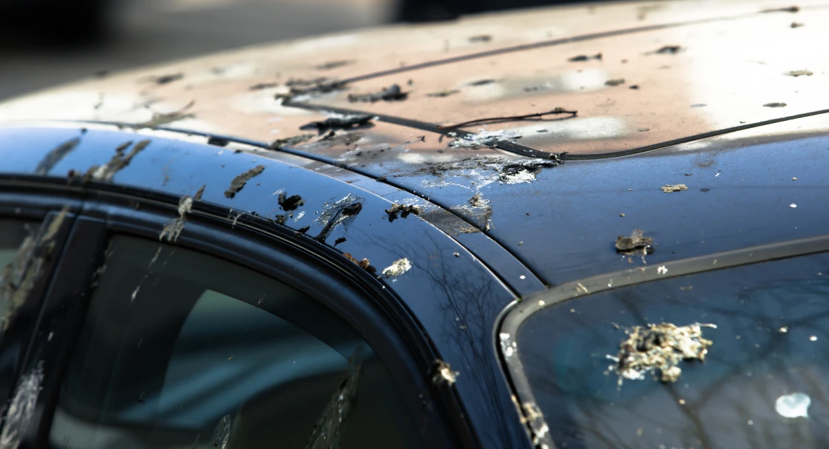 Bird damage