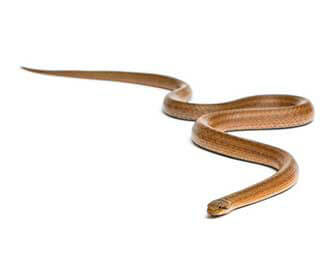Smooth Snake
