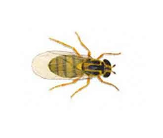Yellow swarming fly