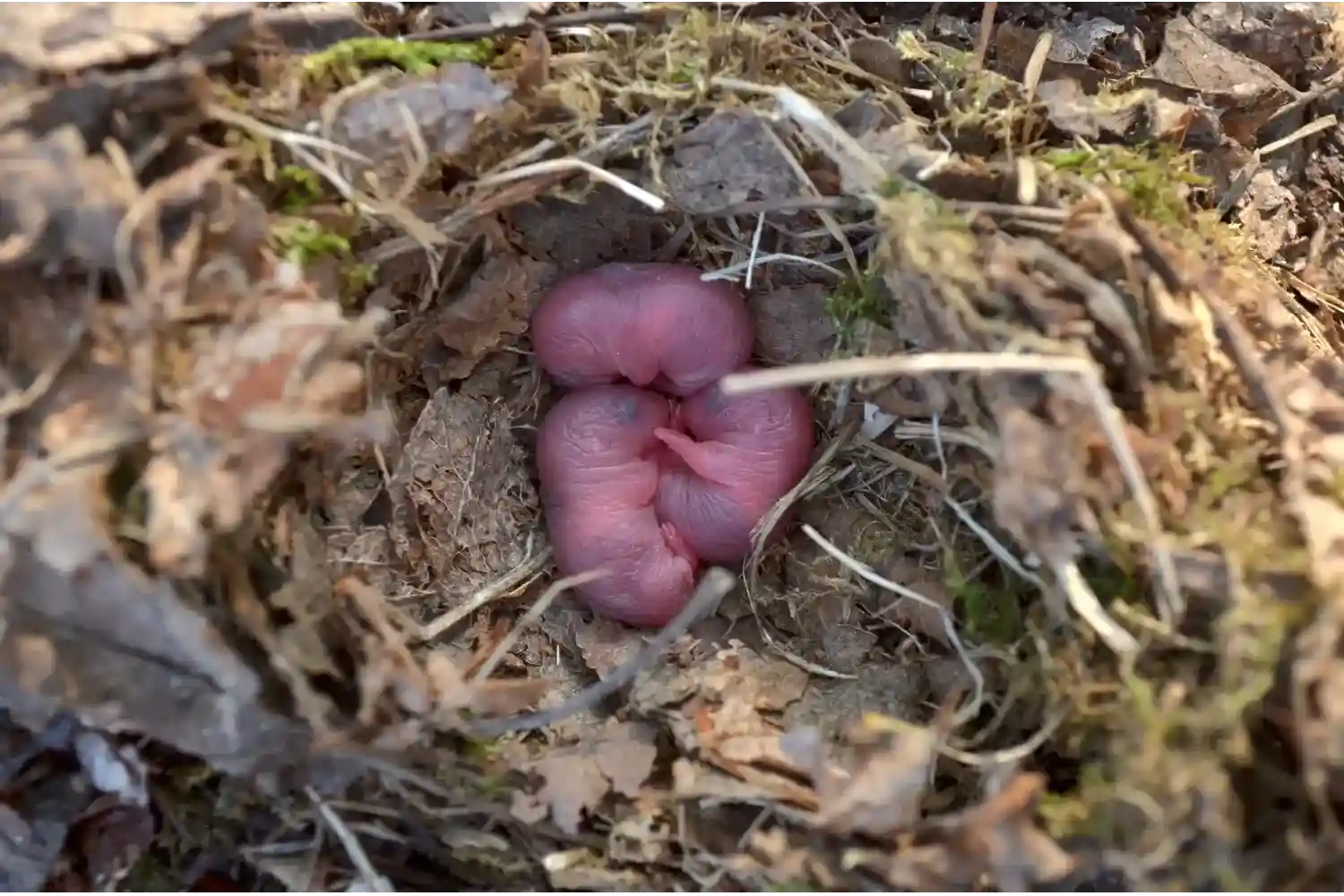 rodent reproduction
