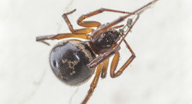 False Widow Spider