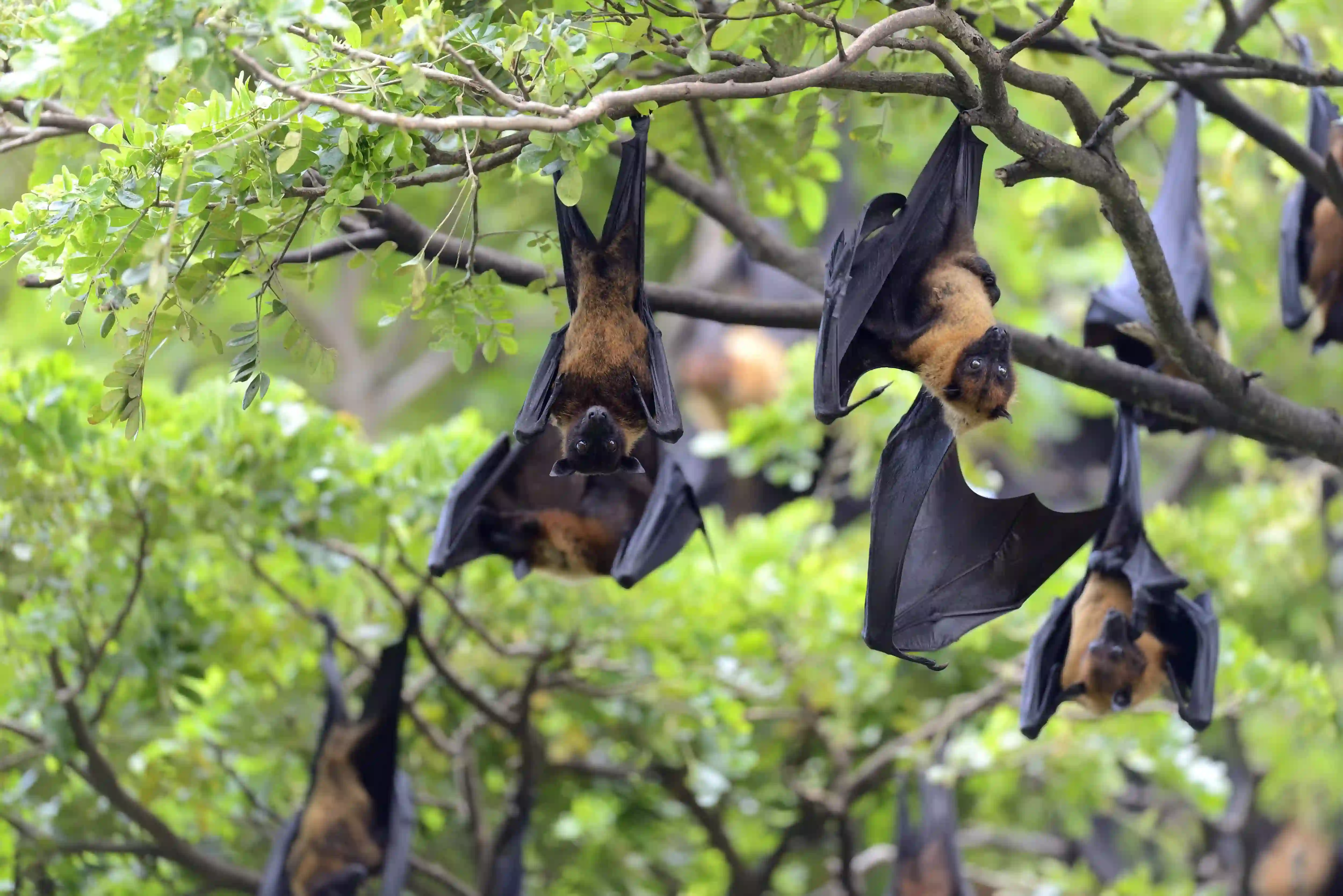 Nipah Virus Bat