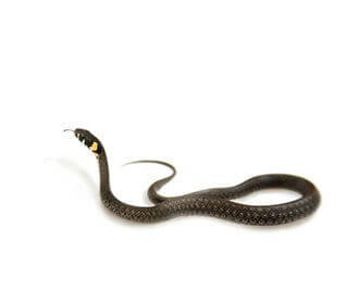 Grass snake – Water snake