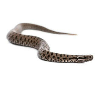 Adder - Common Viper