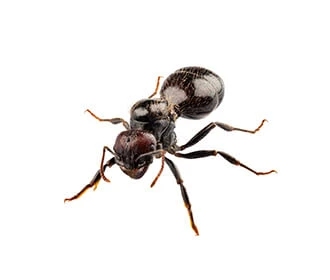 Garden ant