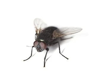 Bluebottle fly
