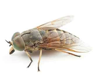 Horse fly