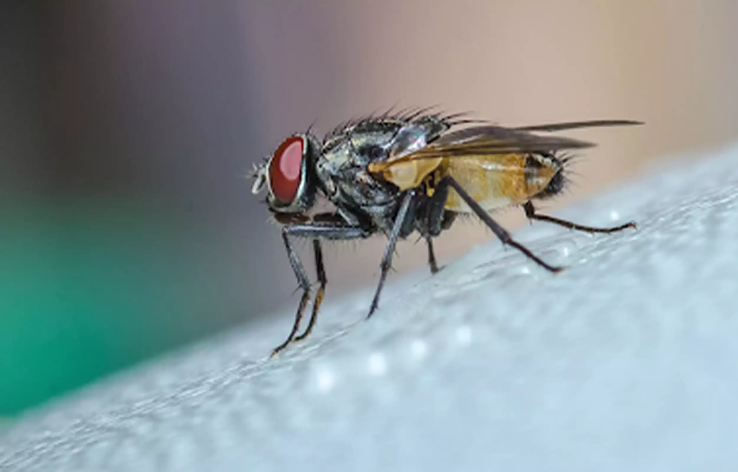 fly