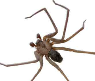 Brown Recluse Spiders