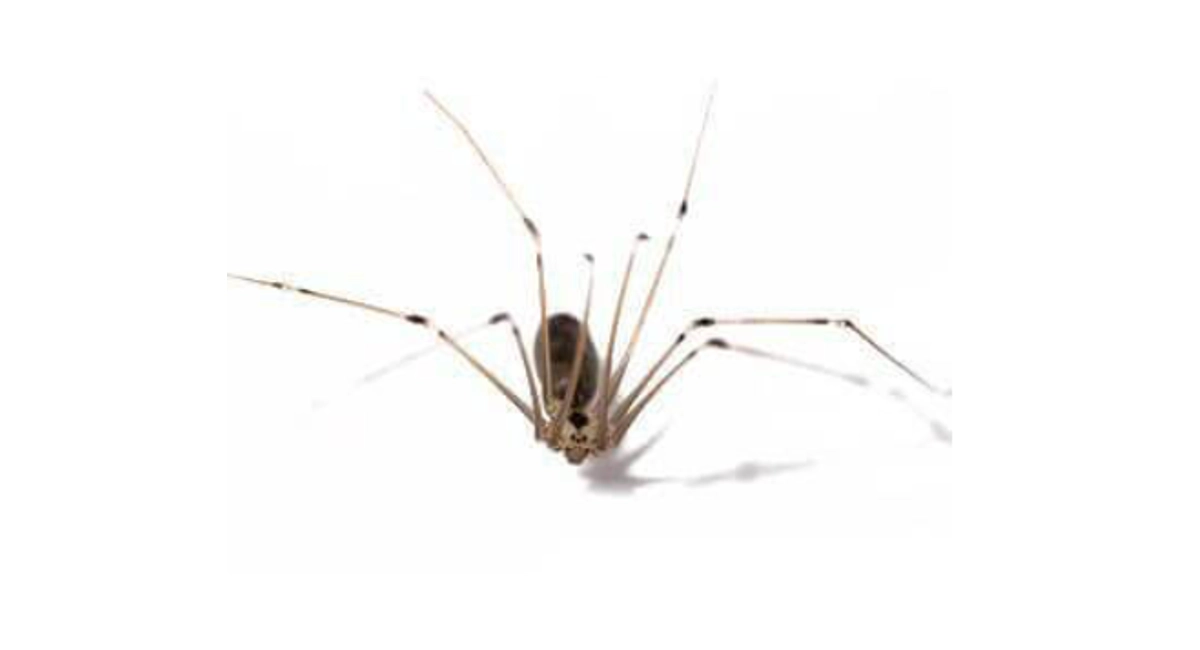 Cellar spider