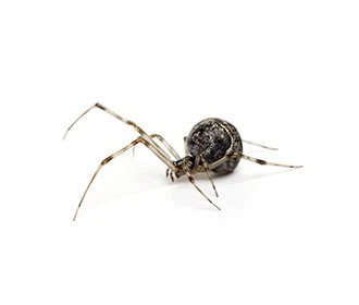Common House Spider