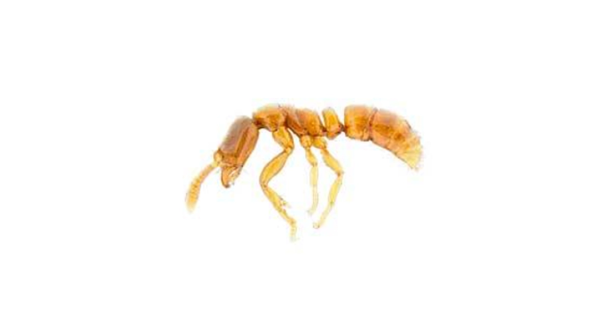 Roger's ant