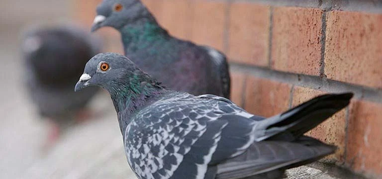 Pigeon on roof