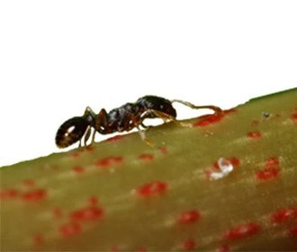 Pavement ant