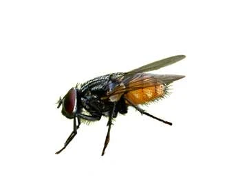 Autumn fly