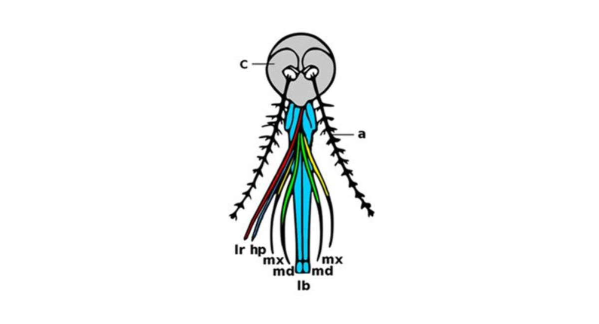 Mouth parts of a female mosquito