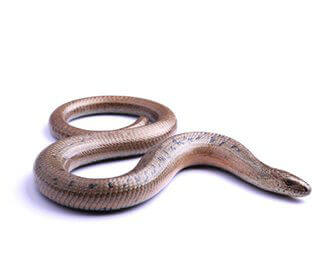 Slow worm