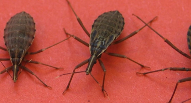 Nymphs and adult of the triatomine bug